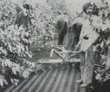 Labores agrícolas en café, San José