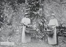 Cogedoras de café, San José