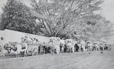 Acarreo de café para exportación, La Garita, Alajuela