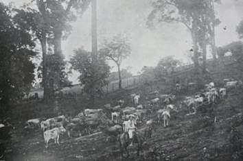 Finca de ganado de leche