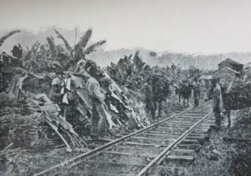 Plantación de banano, Limón