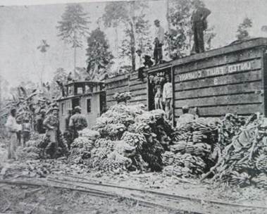 Exportación de banano, Limón