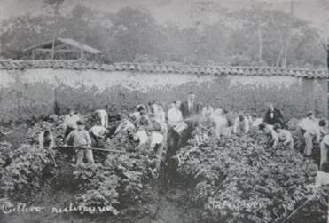 Aplicación de agroquímicos en huerta escolar, Heredia