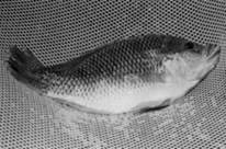 Pesca en la institucionalidad