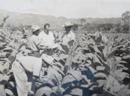 Plantación de tabaco