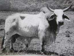 Mejoramiento genético animal