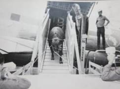 Importación de ganado mejorado